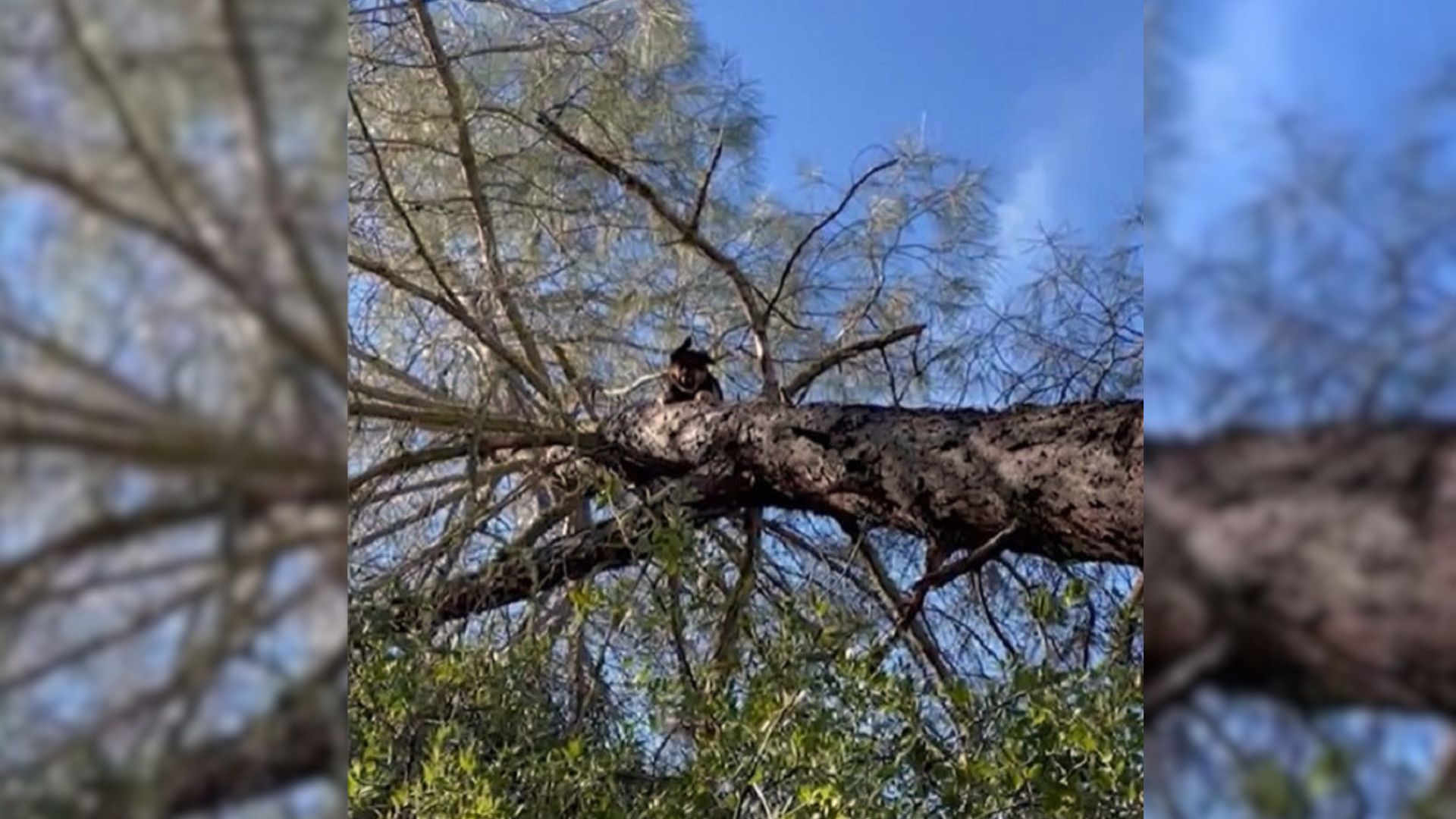 Owner Rescues His Missing German Shepherd Who Got Stuck 25 Feet Up A Tree