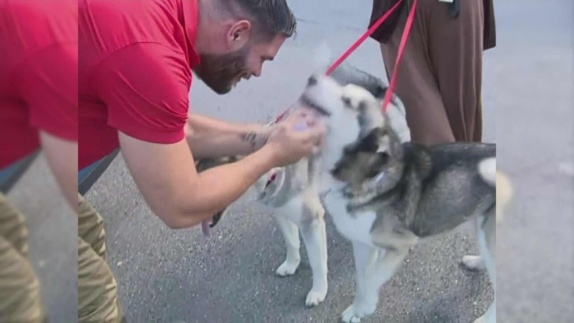 Missing Pup Reunites With His Loving Dad In The Middle Of Adoption Photoshoot