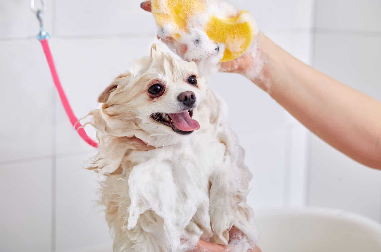 owner showering his Pomeranian