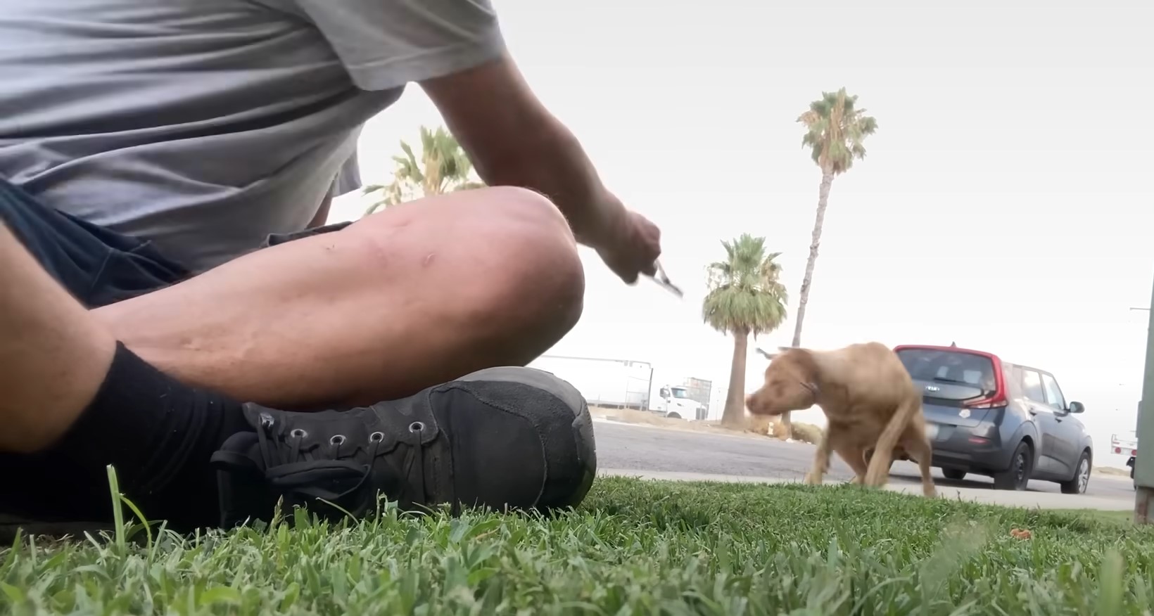 owner sitting on the grass and playing with dog