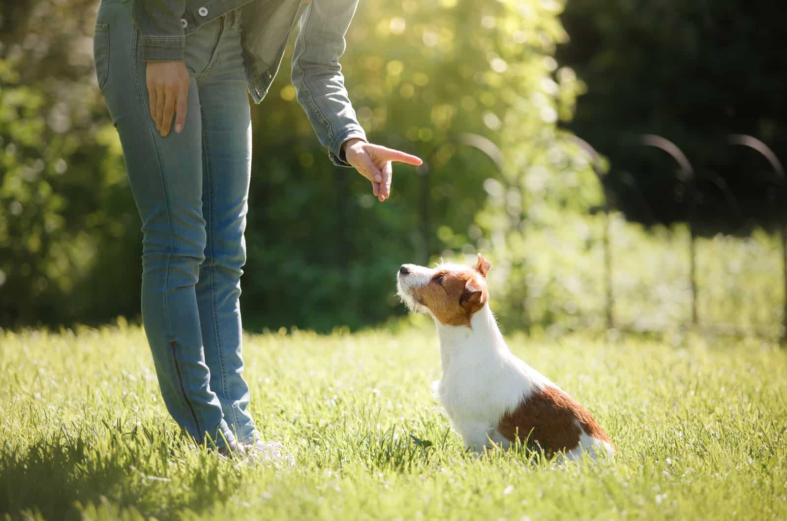 owner training a dog in public