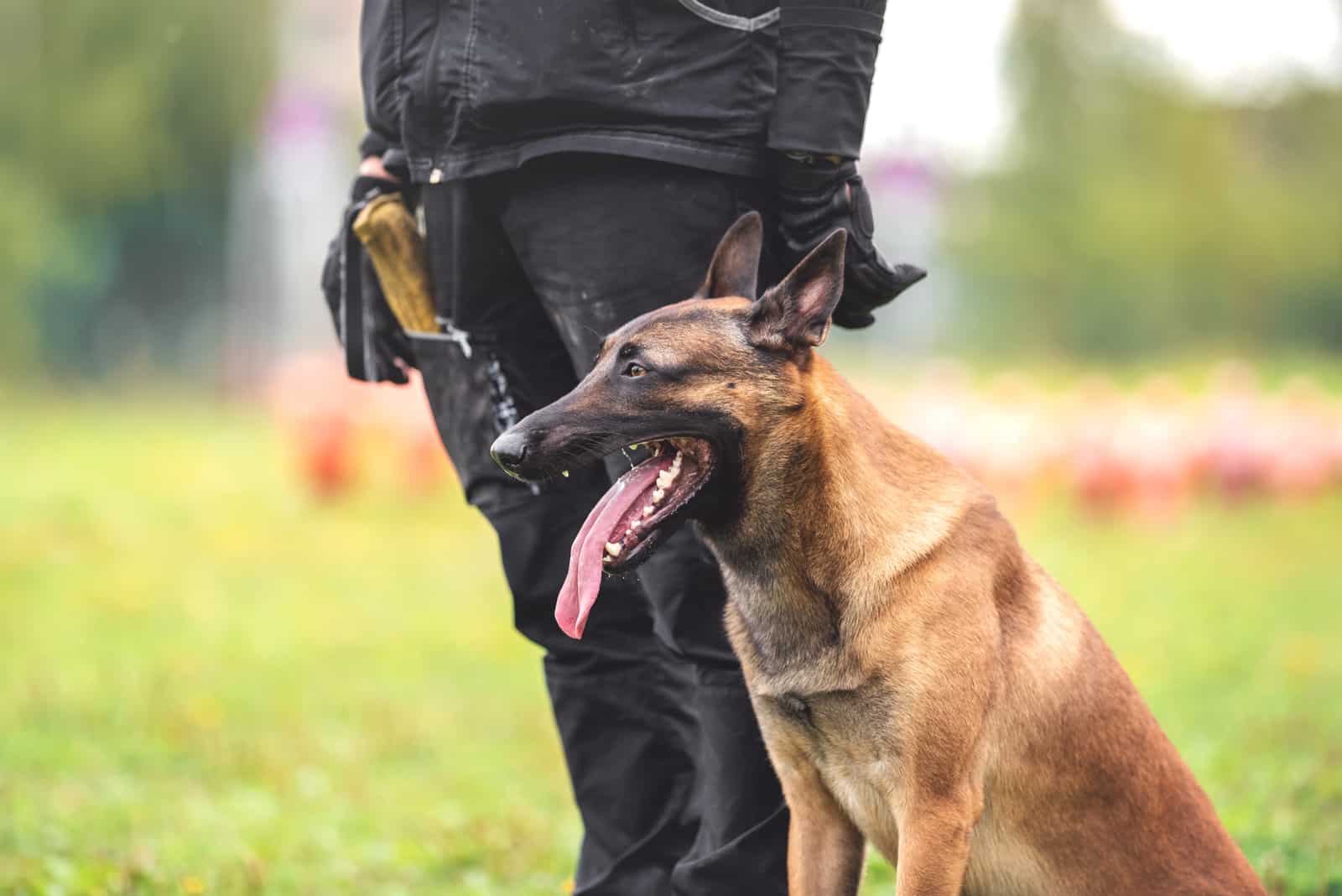 owner training Belgian Malinois