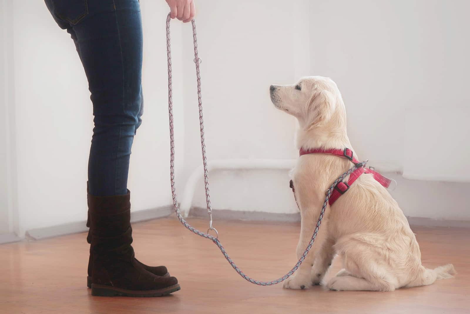 owner training dog