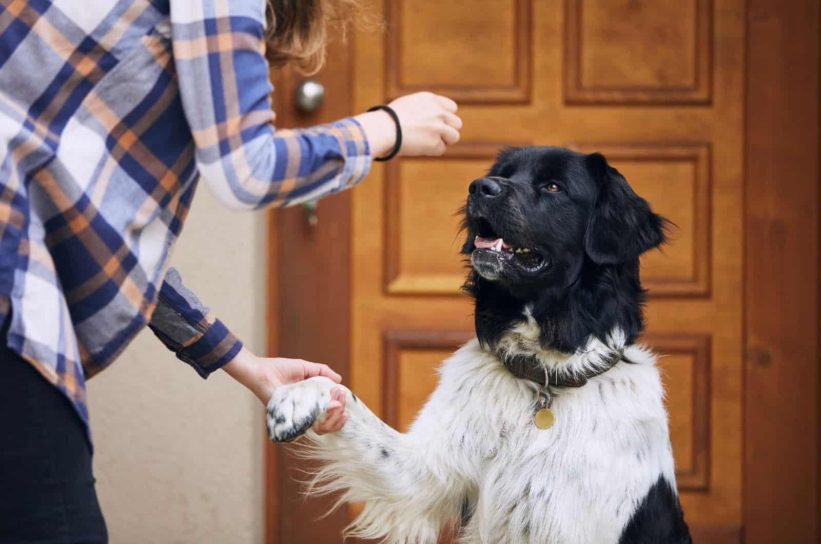 owner training her dog and giving him treats