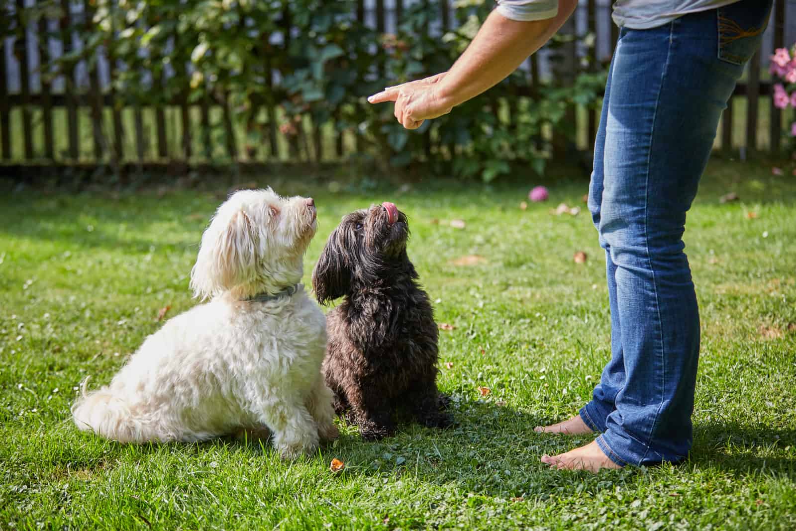 havenese dog being trained at havanese breeders in ohio