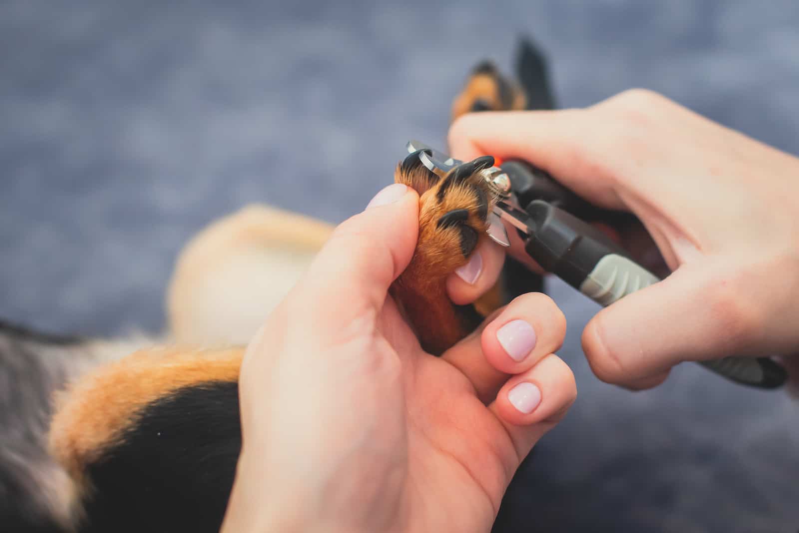 owner trimming dog's nails