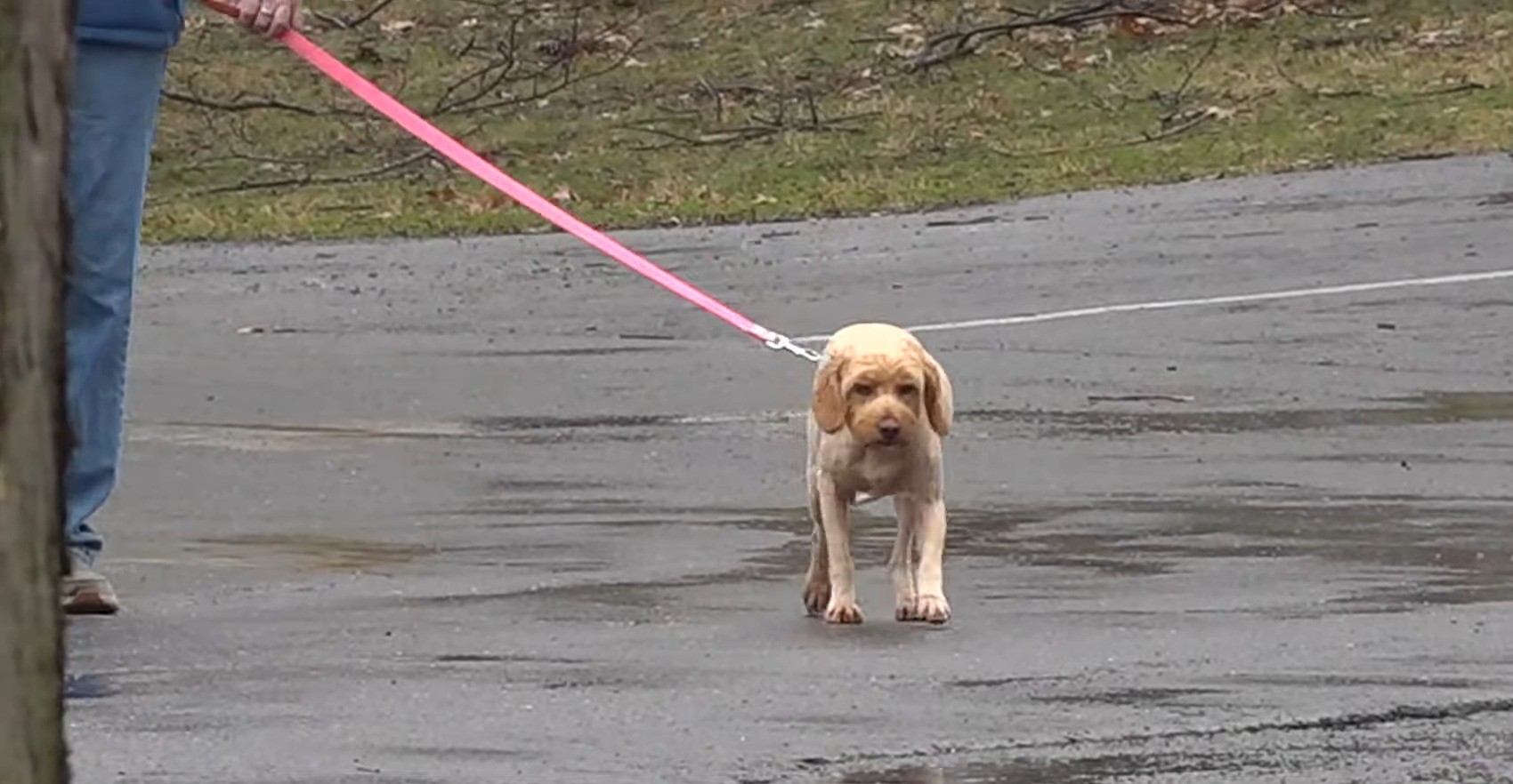 owner walking a brown dog