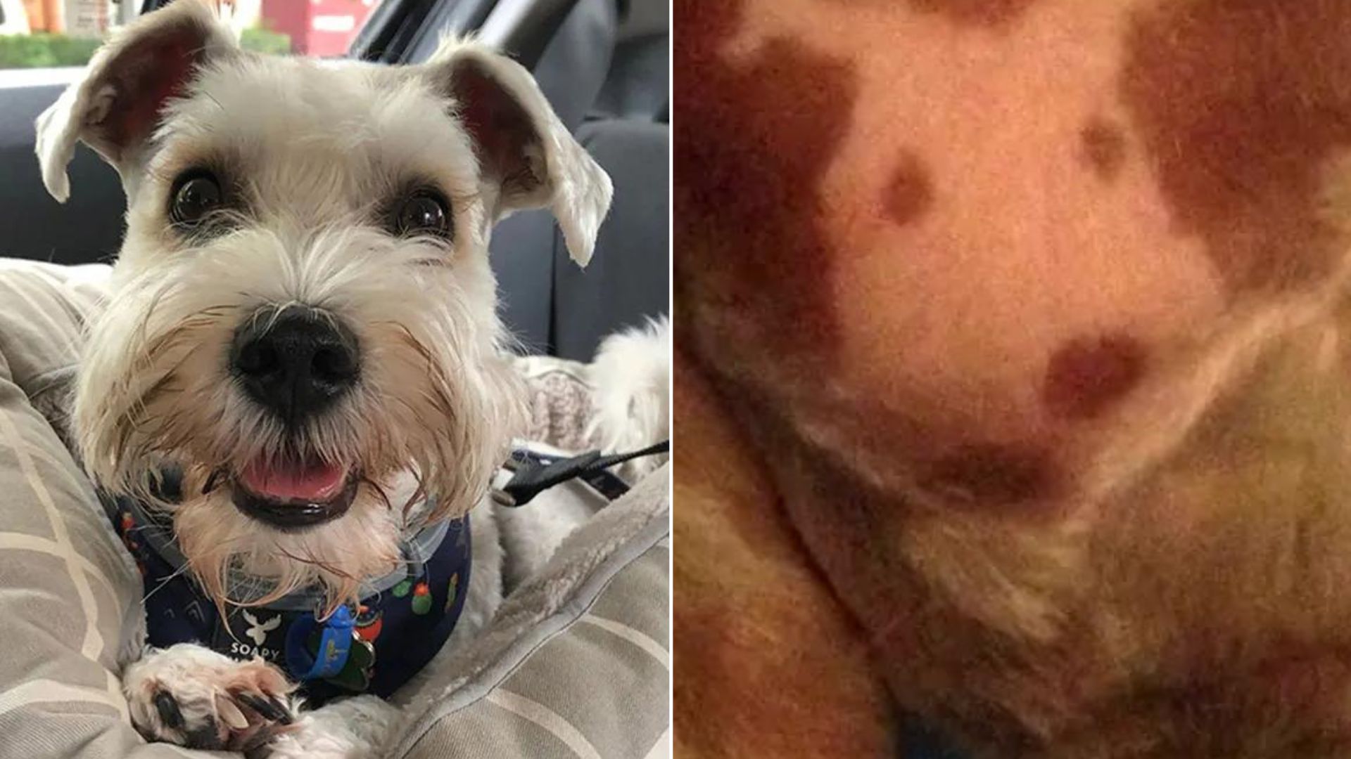 Woman Shocked To Realize Her Dog Has A ‘Self-Portrait’ On His Chest