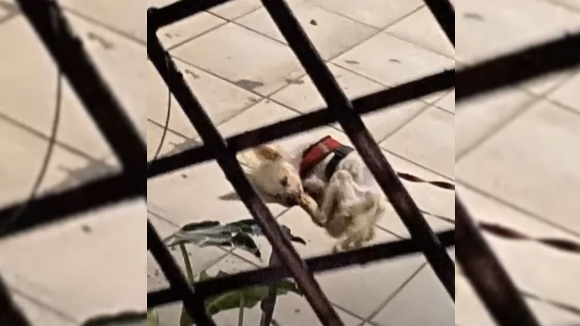 Owner Who Refused To Take His Dog Inside Ended Up Selling Him To A Rescuer For Only $15