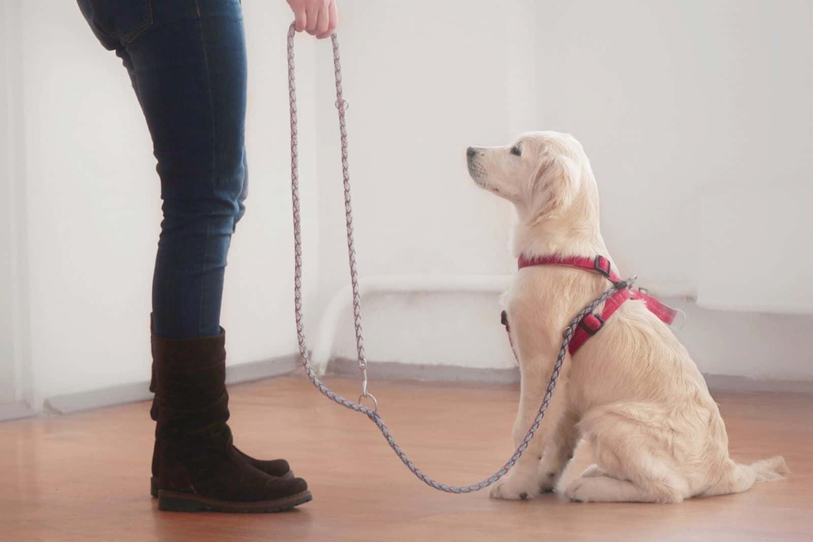 Owner woman gives a command to her attentive golden retriever