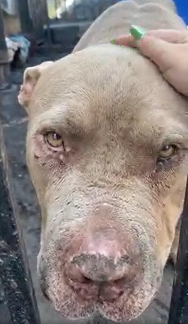 owner with green nails petting her dog on the head