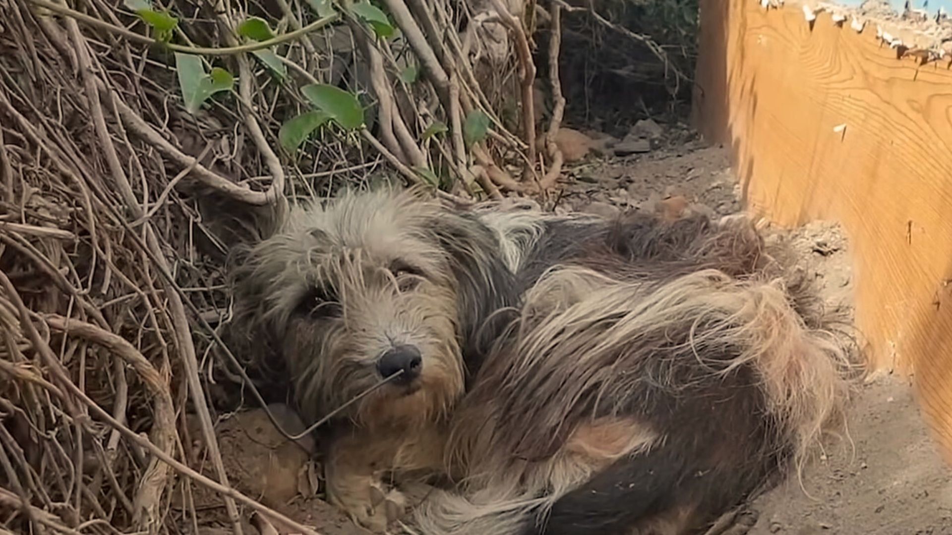 Abandoned Dog Refuses To Leave The Doorstep Of Her Old Home, Hoping Her Owners Would Take Her Back