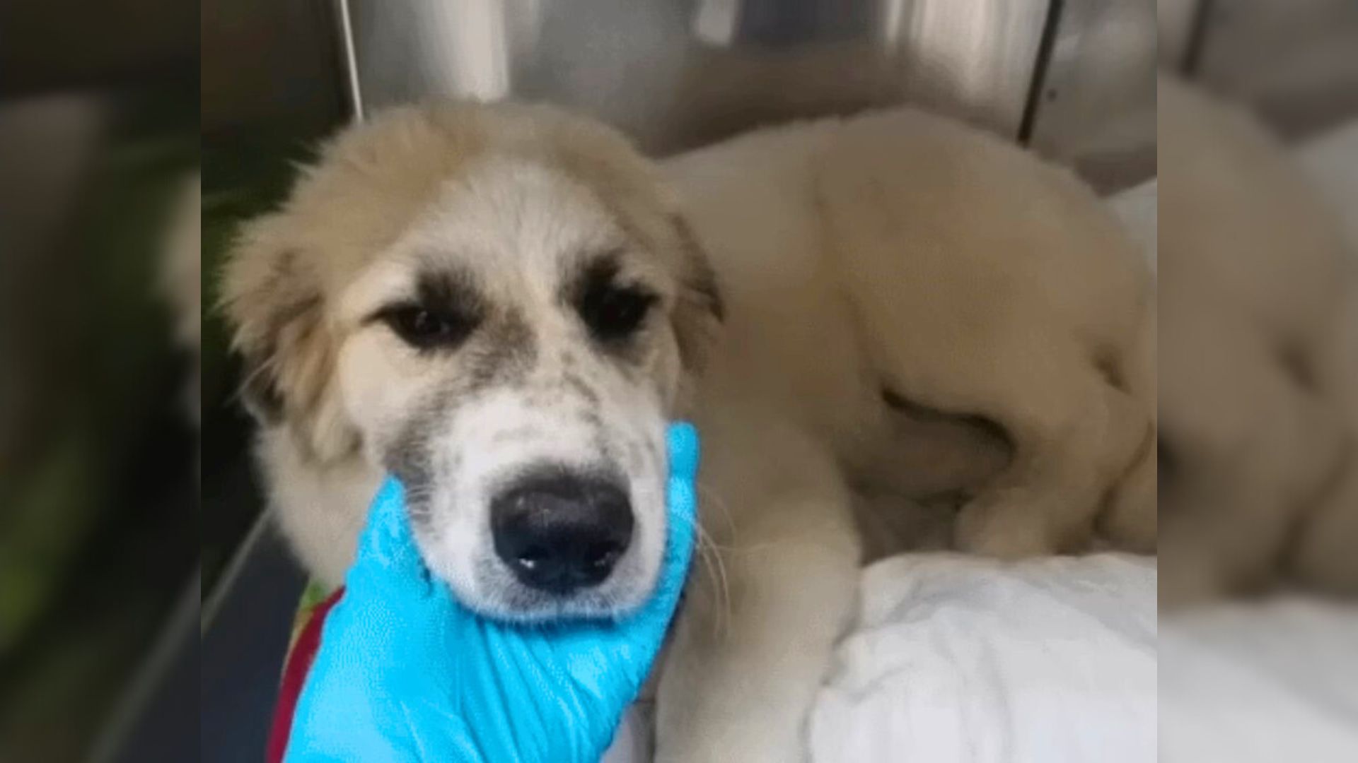 A Miracle Occurred Just In Time To Save An Injured Dog From Euthanasia