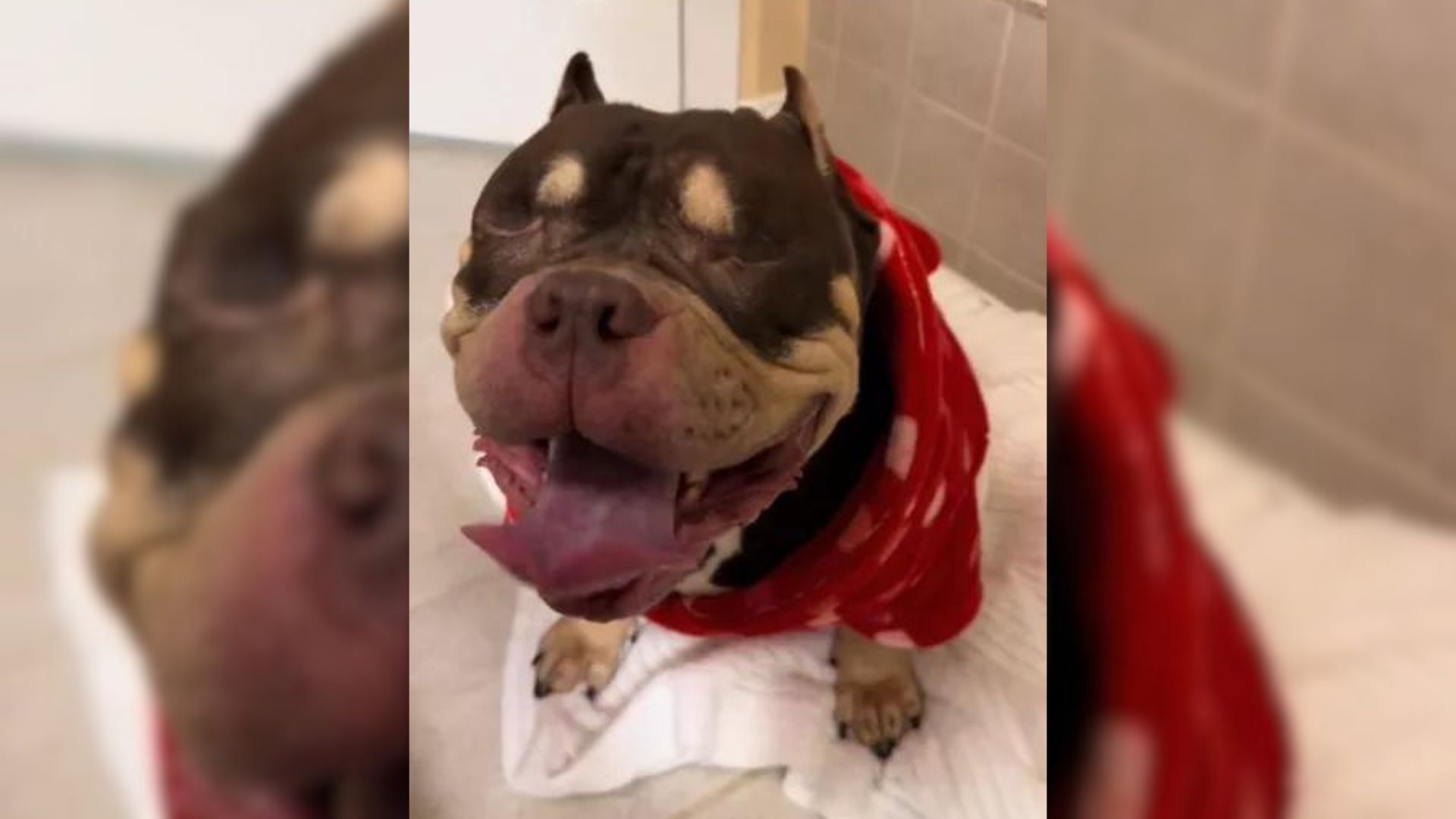 This Healthy Dog Was Almost Euthanized Because His Owners Decided To Move Without Him