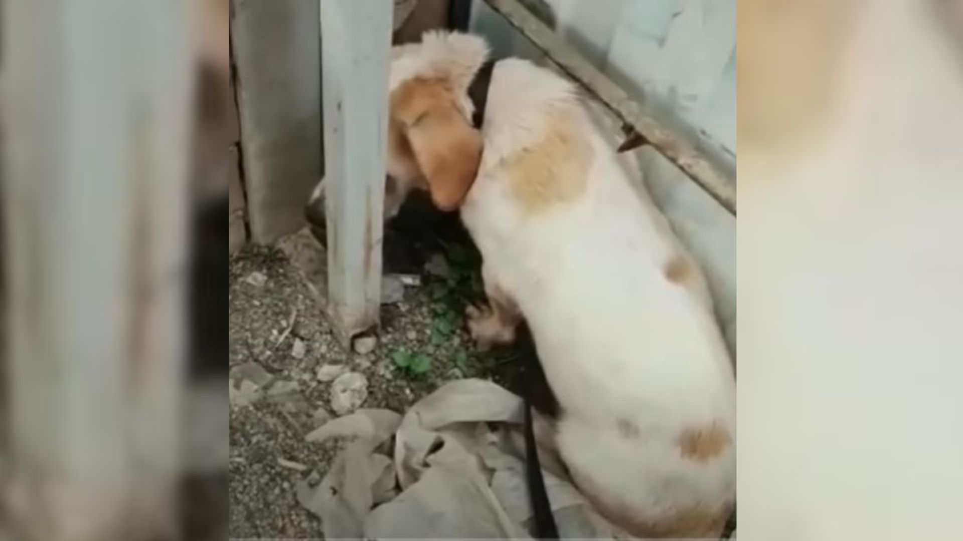 Heartbroken Dog Abandoned On A Street Starts Trusting Again When She Meets Someone Special