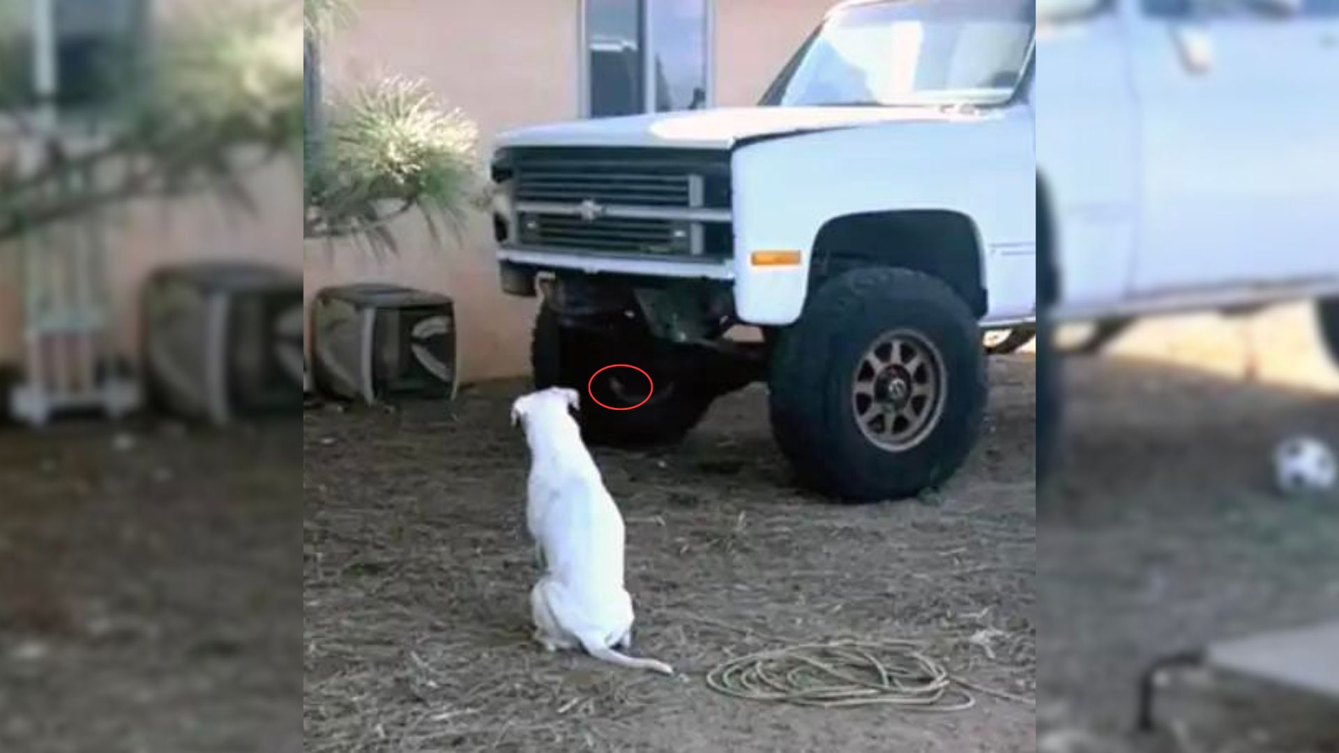 Owners Were Spooked When They Realized That Their Deaf Dog Wouldn’t Stop Staring At A Broken-Down Truck