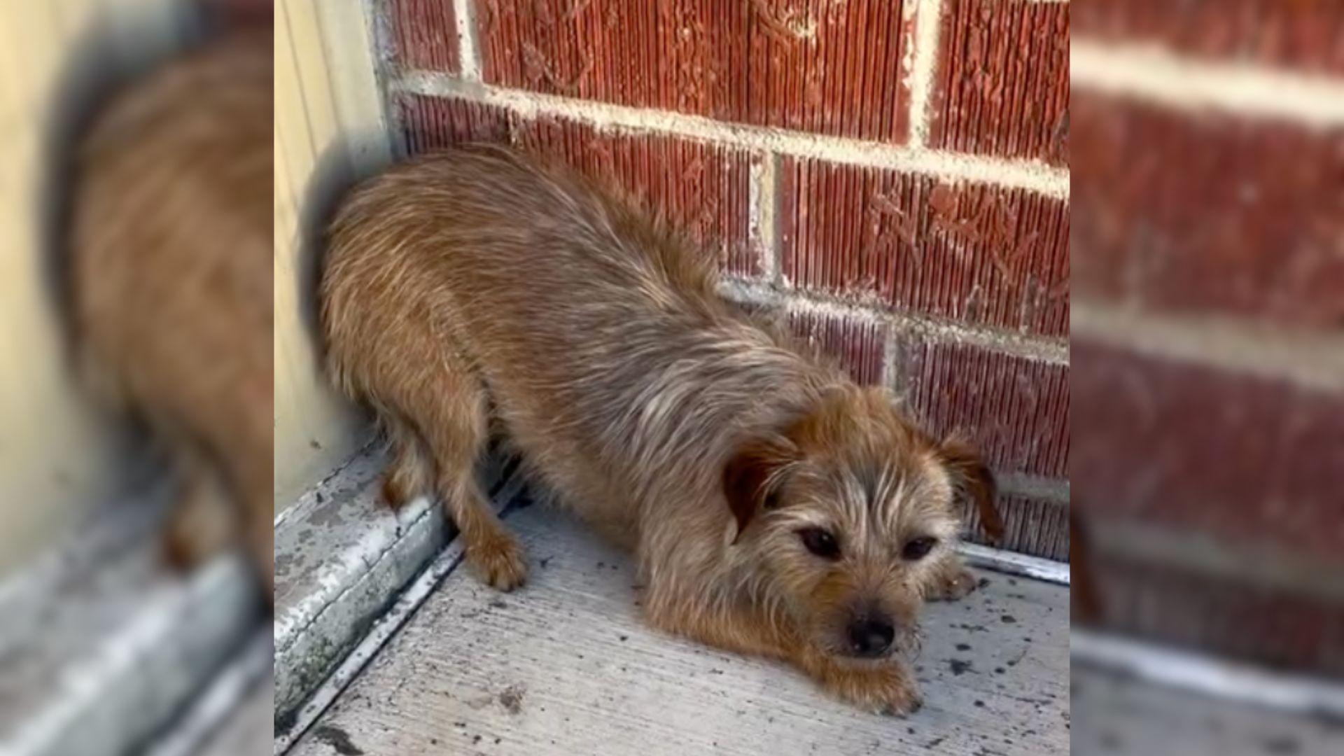 Owners Reunited with Their Lost Pup Receive Even More Heartwarming News