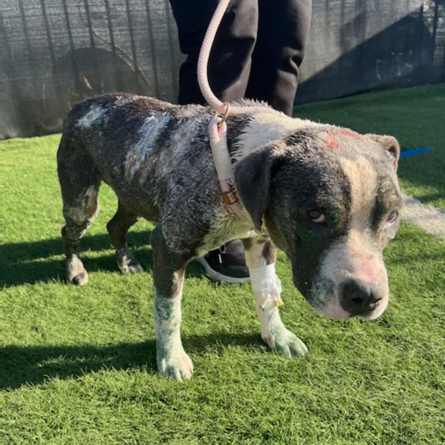 Painted dog on a leash