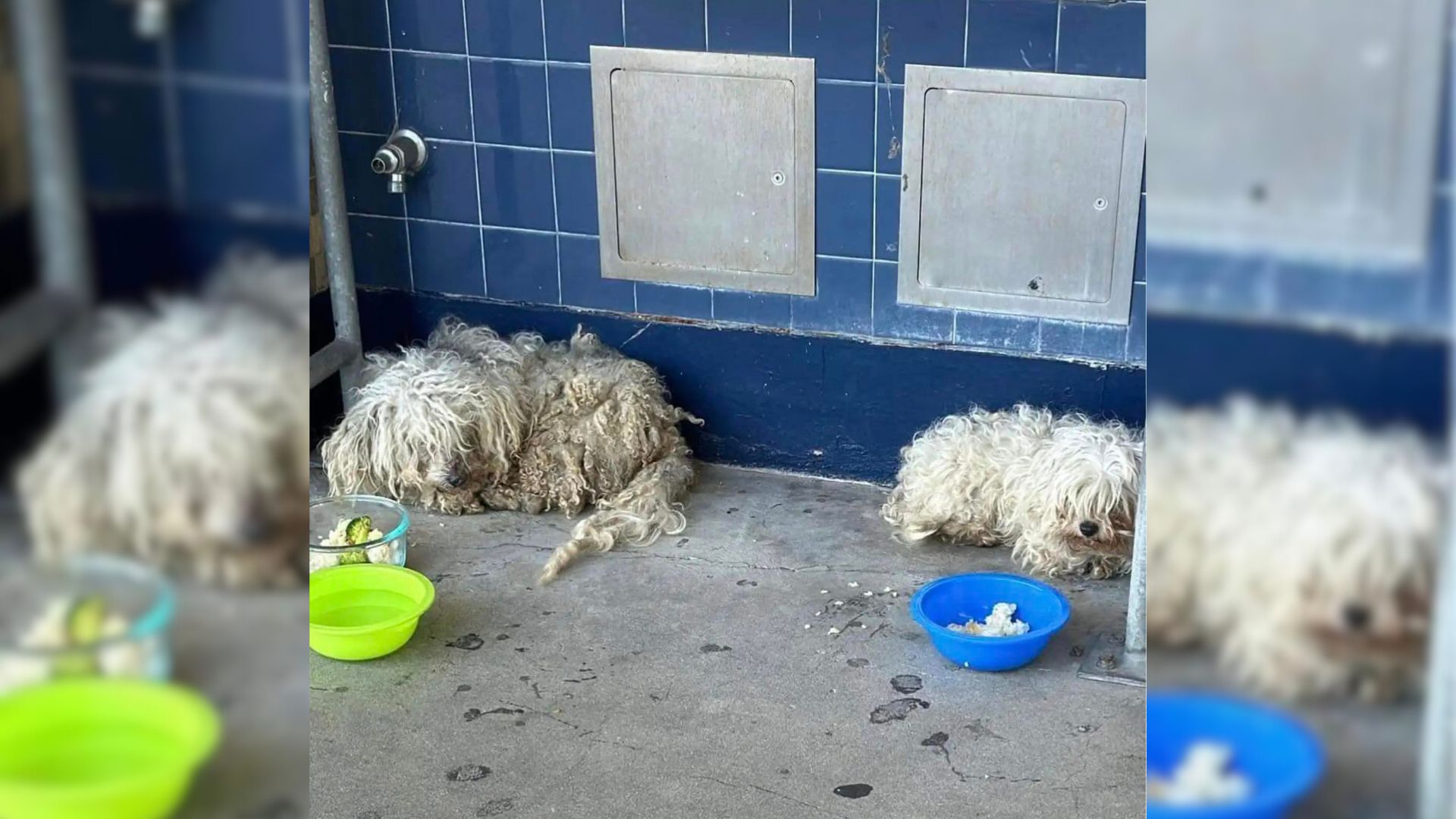 Two Dogs Found Shelter In A Californian School, But Then A Special Person Came To Help