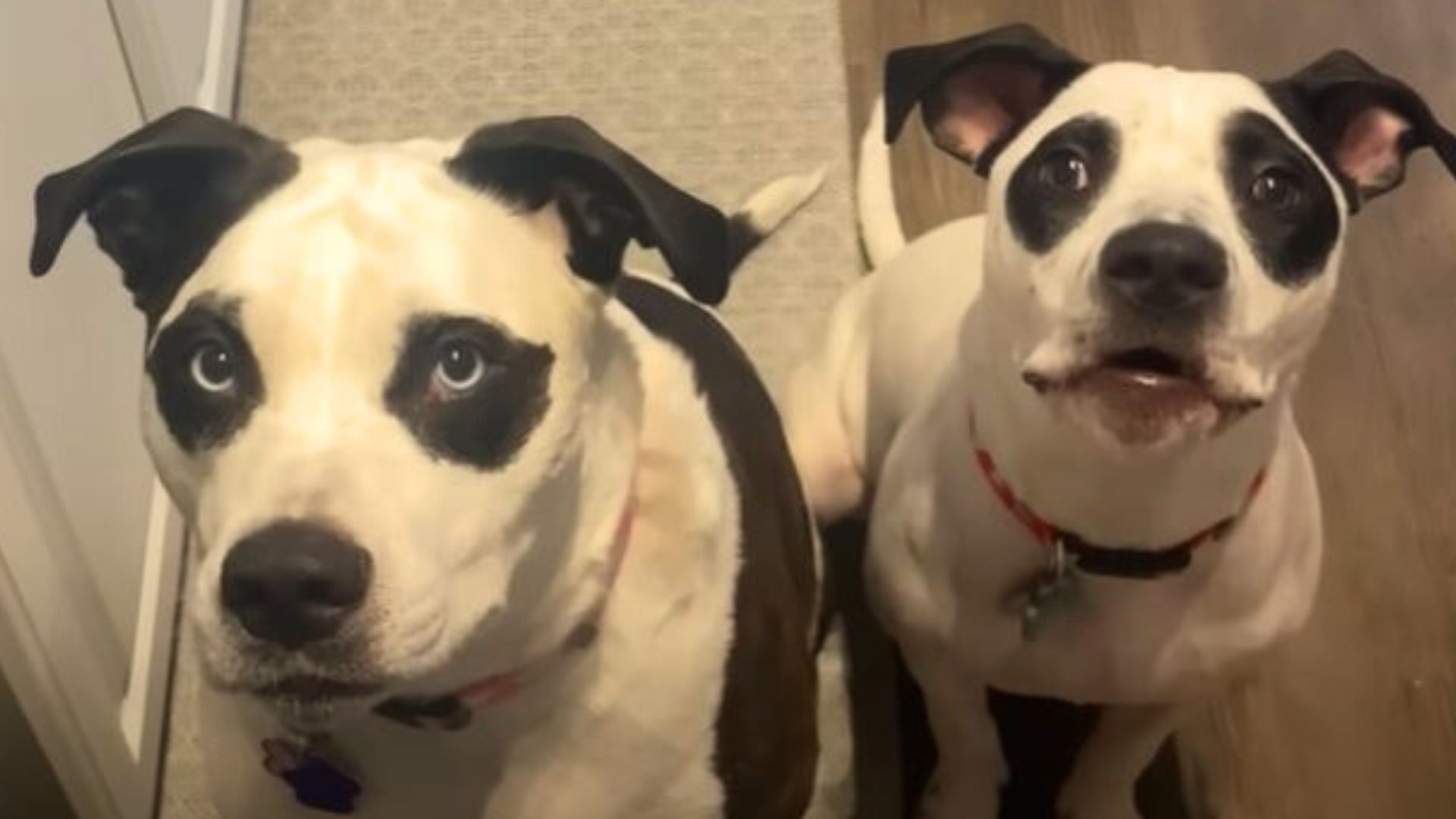 Panda Dogs Will Melt Your Heart With Love Towards Their New Foster Baby