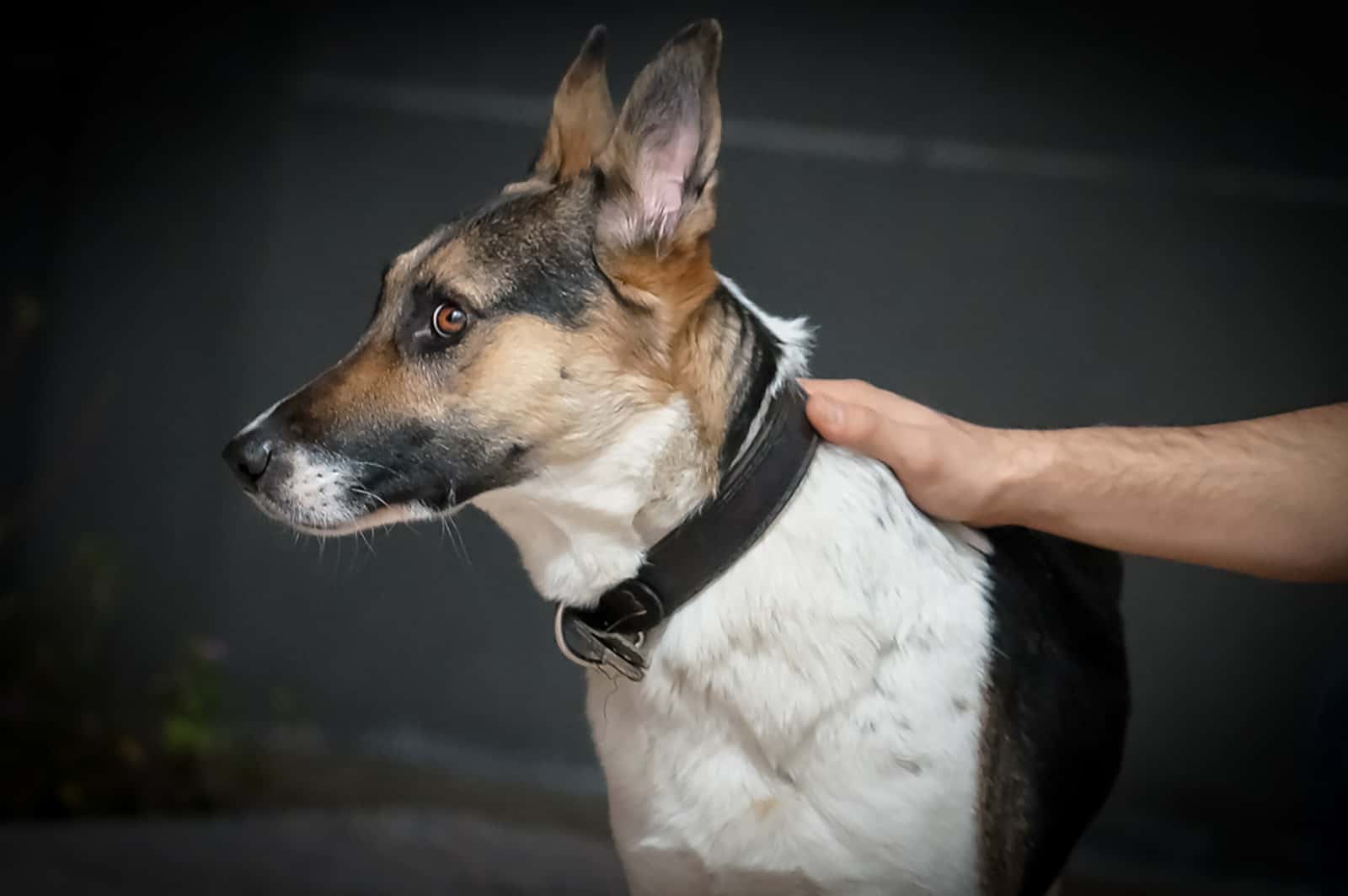 panda german shepherd dog with his owner