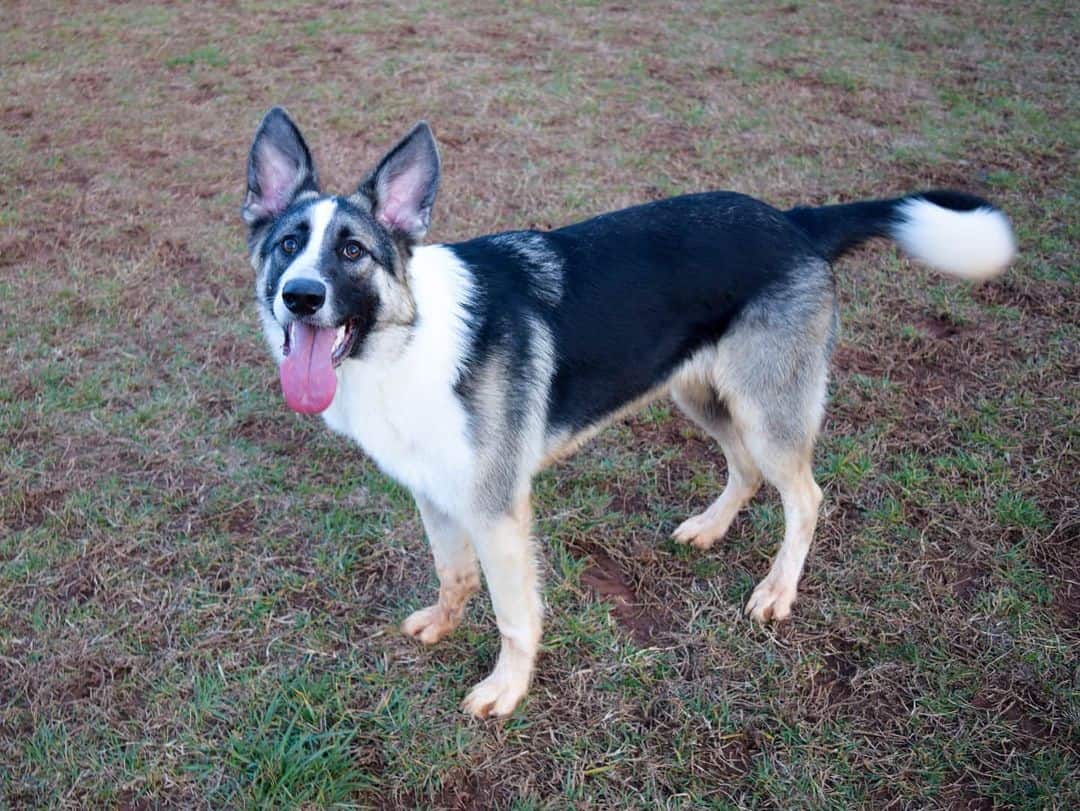 panda german shepherd dog