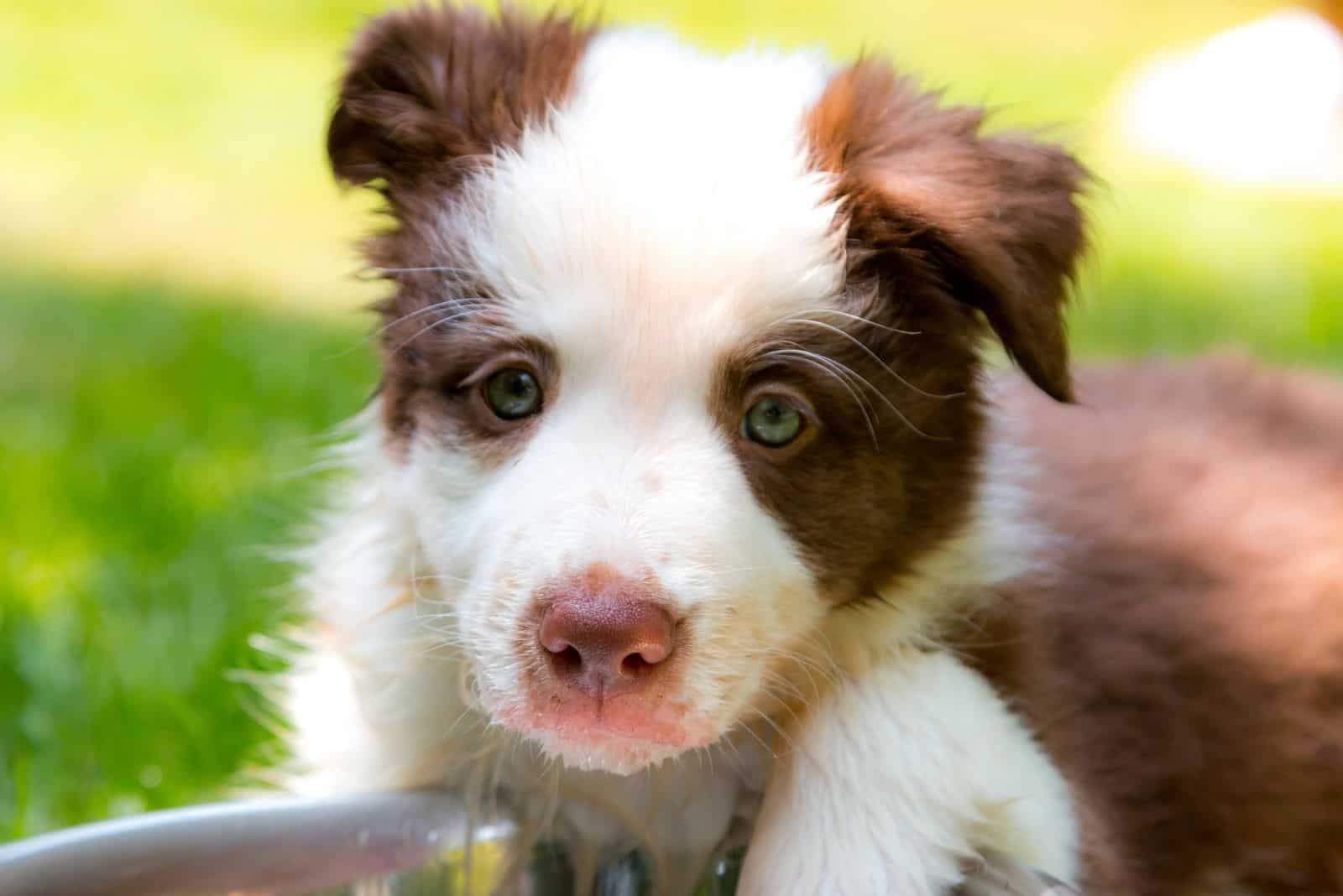 panda german shepherd puppy in close up image