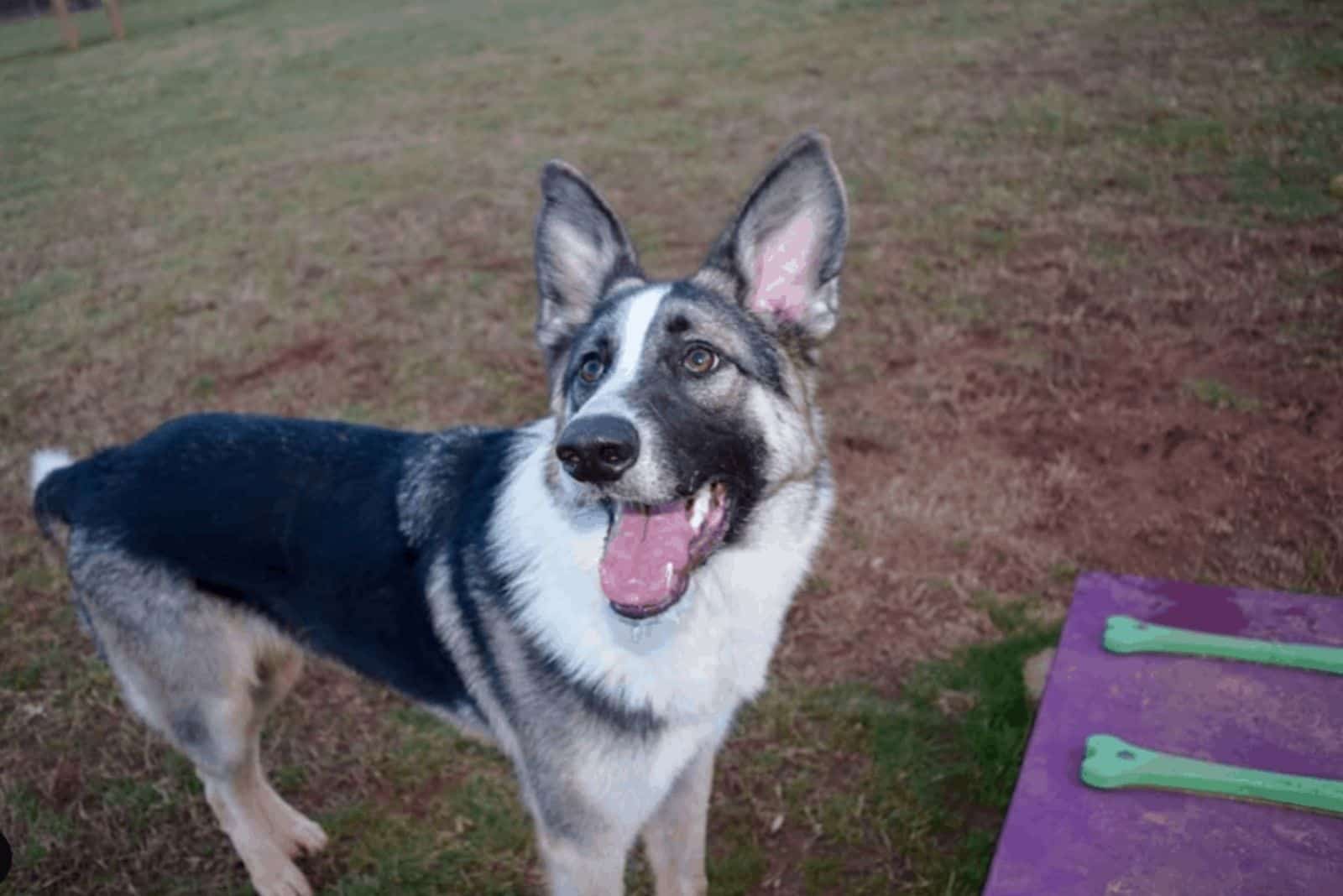 Panda Shepherd is standing in the garden