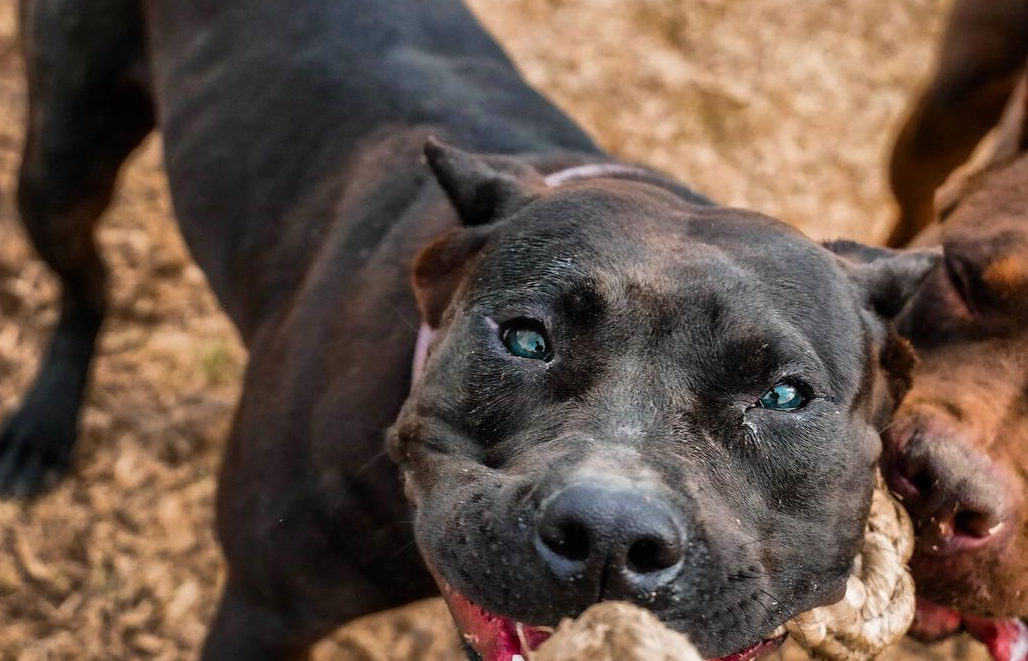 panther pitbull with blue eyes