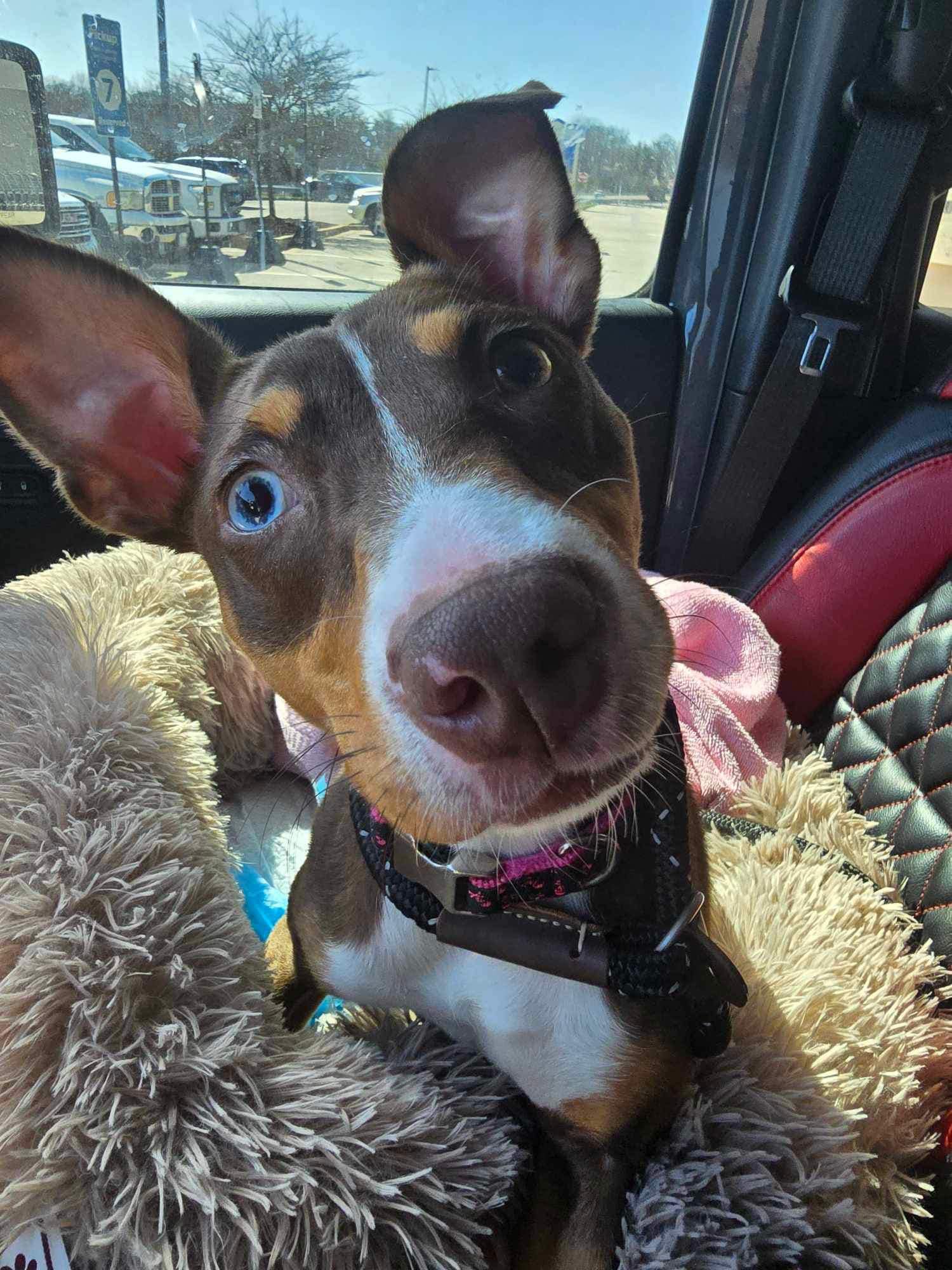 paralyzed dog in the car