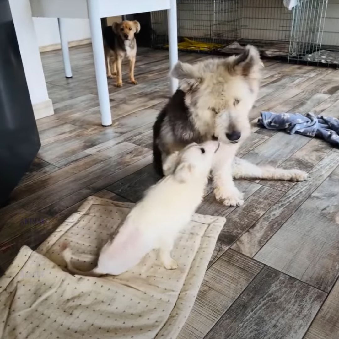 paralyzed dog indoors with another dog