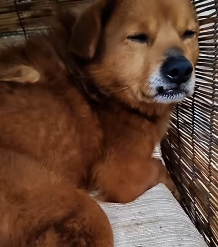 paralyzed dog laying down