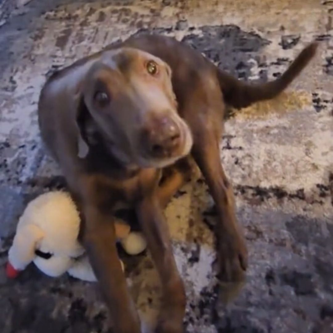 paralyzed dog on the carpet