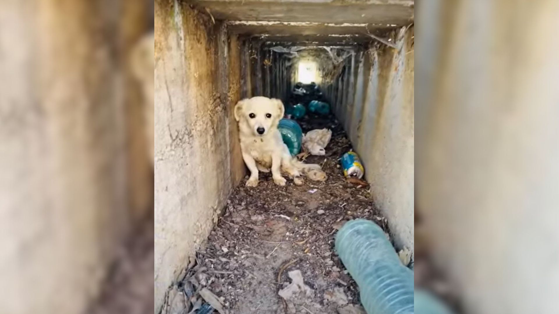 Paralyzed Puppy Hit By A Car Hides In A Ditch Until A Giant-Hearted Man Finds Him