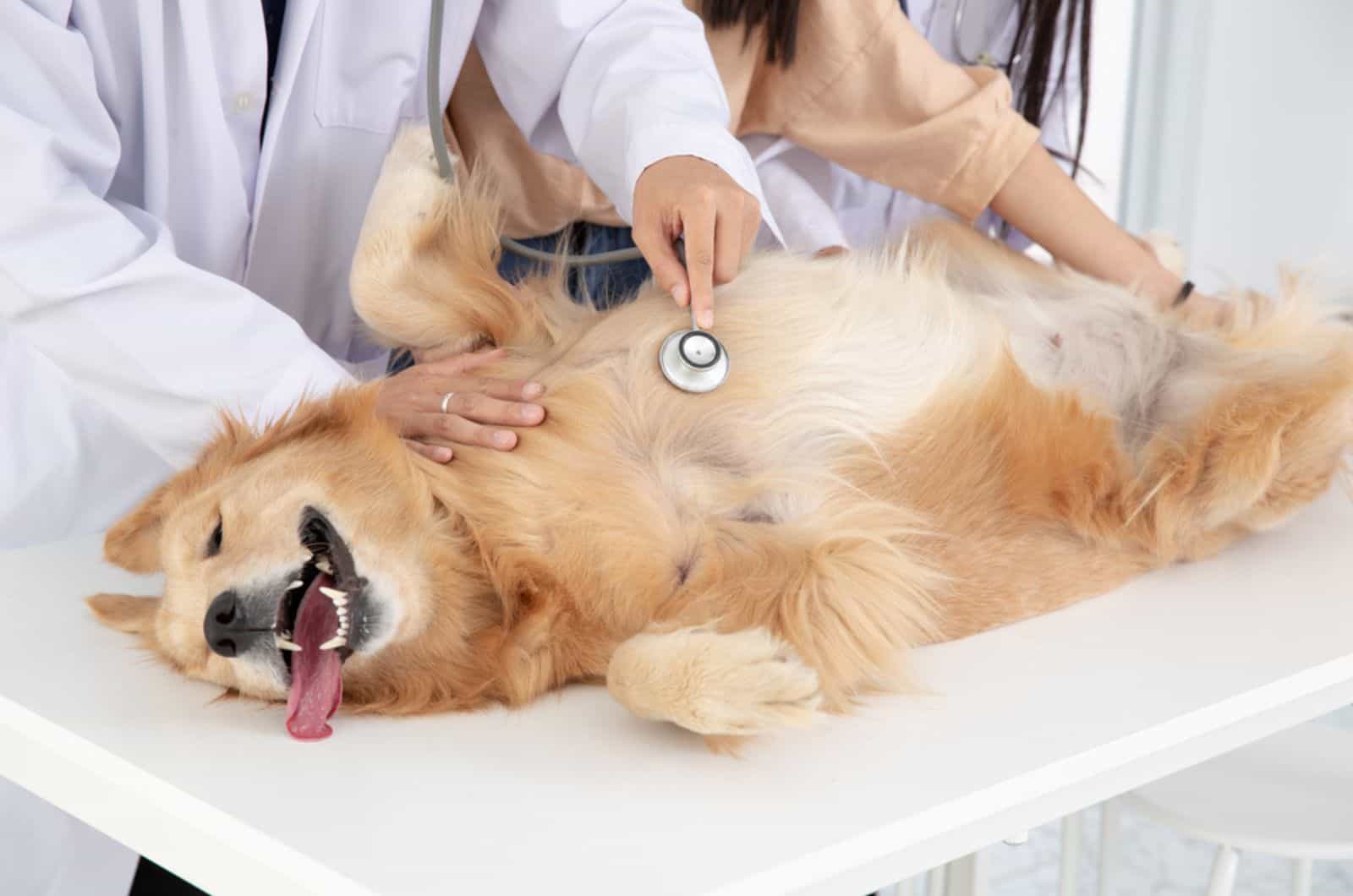 Paraphimosis In Dogs – What Is It And What To Do