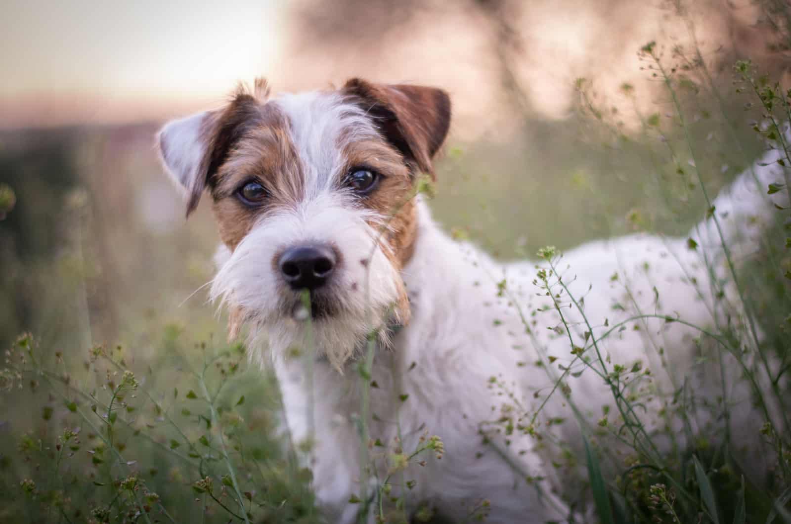 Parson Russell Terrier