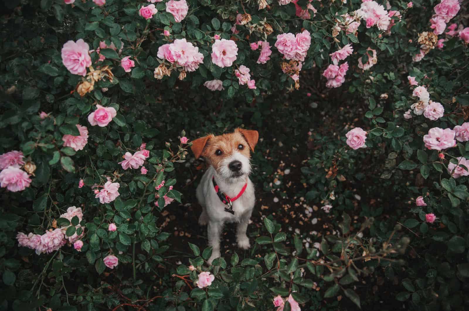 Parson Russell Terrier looking up