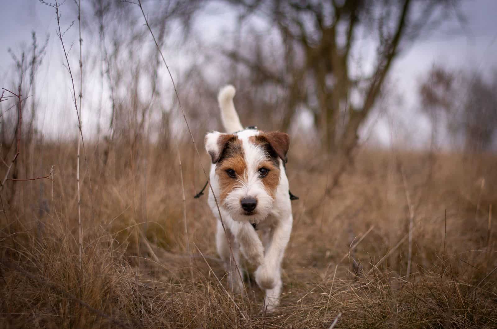 Parson Russell Terrier walking outside