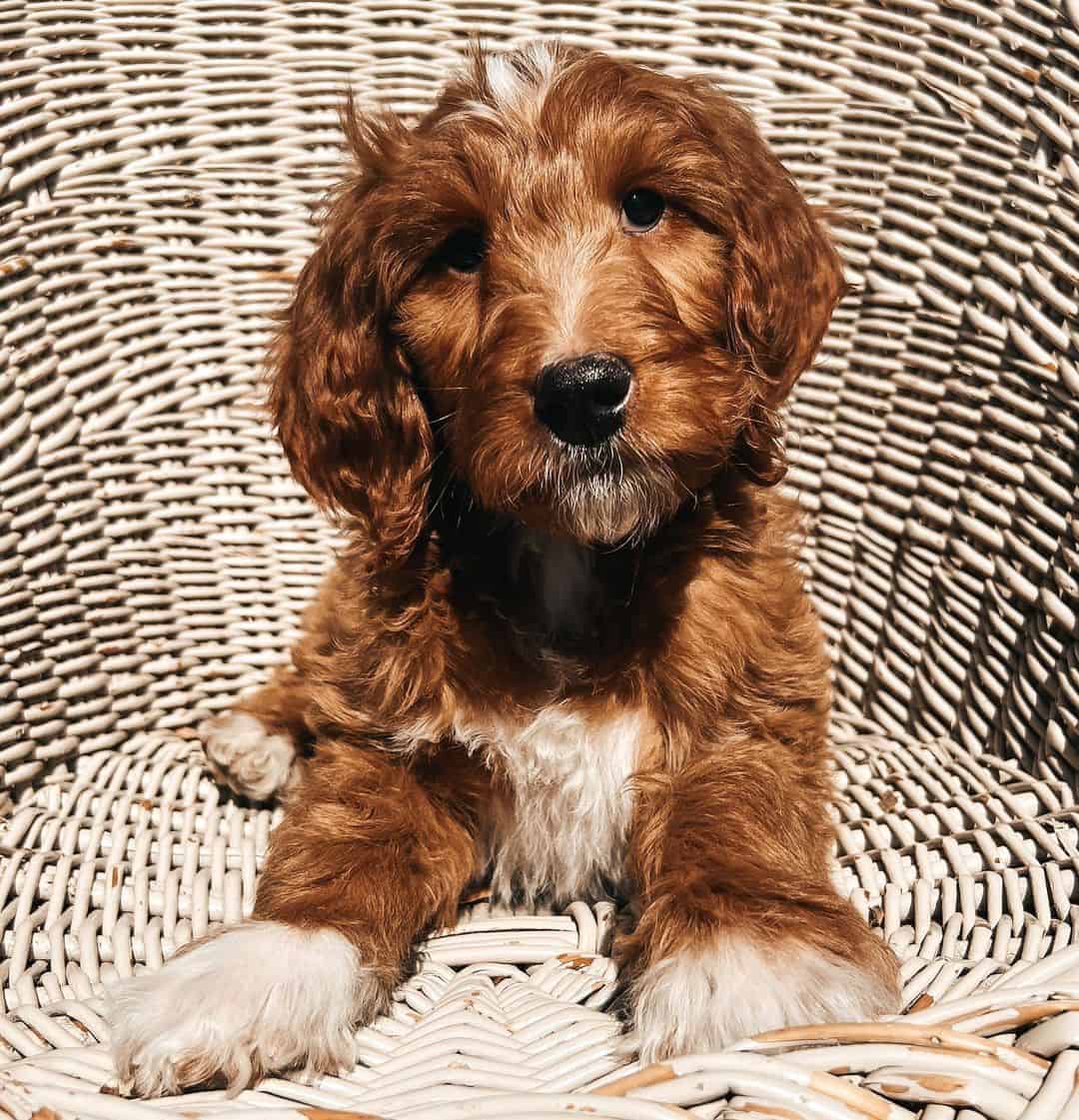 parti goldendoodle puppy