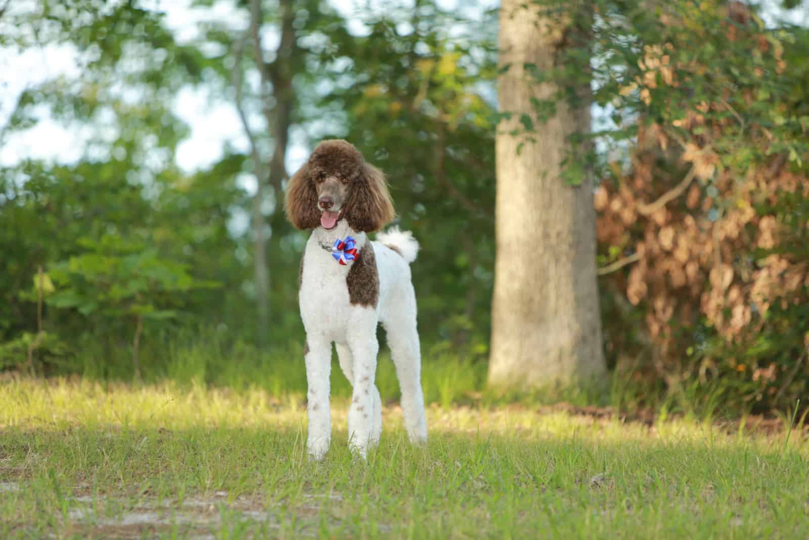 Parti Poodle: Type Of A Standard Poodle Or A Separate Breed?