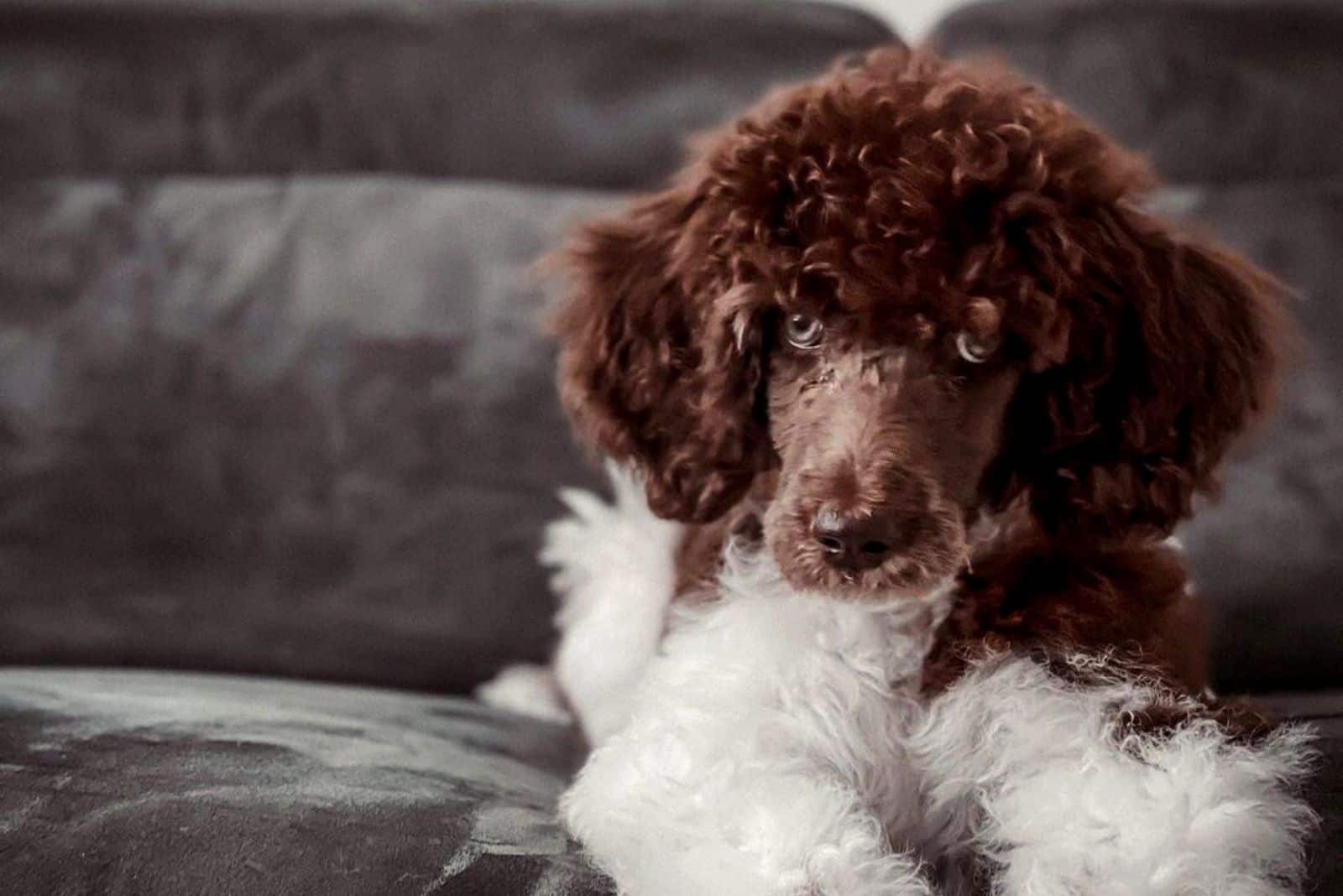 Parti Poodle is sitting on the couch