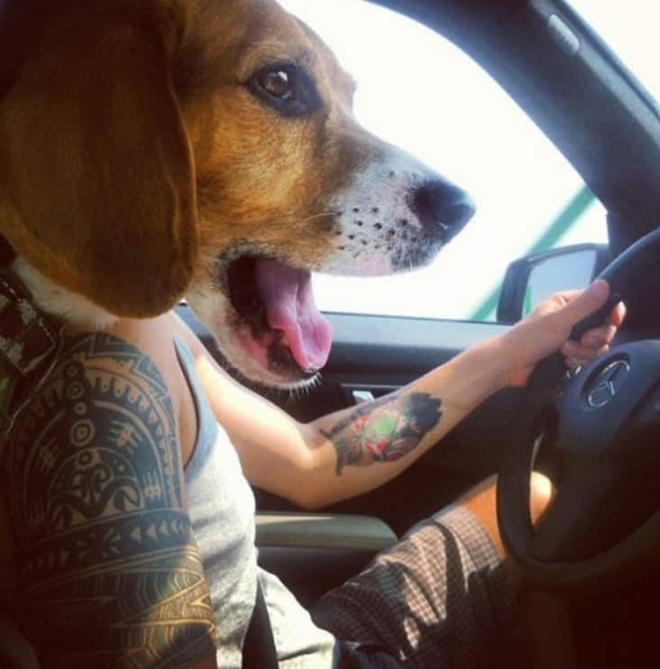 Pawfessional Driver