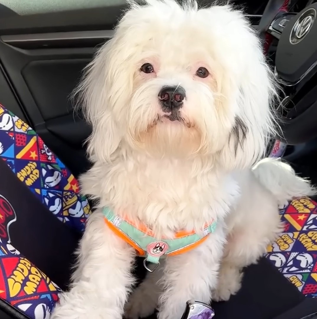 peach the rescued dog in a car