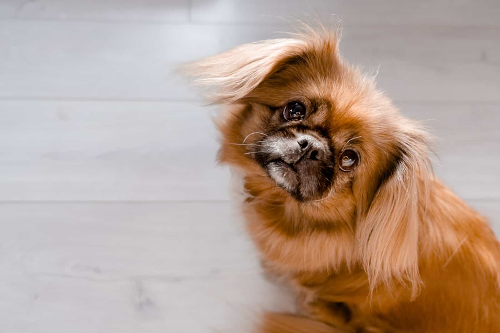 pekingese dog looking into camera