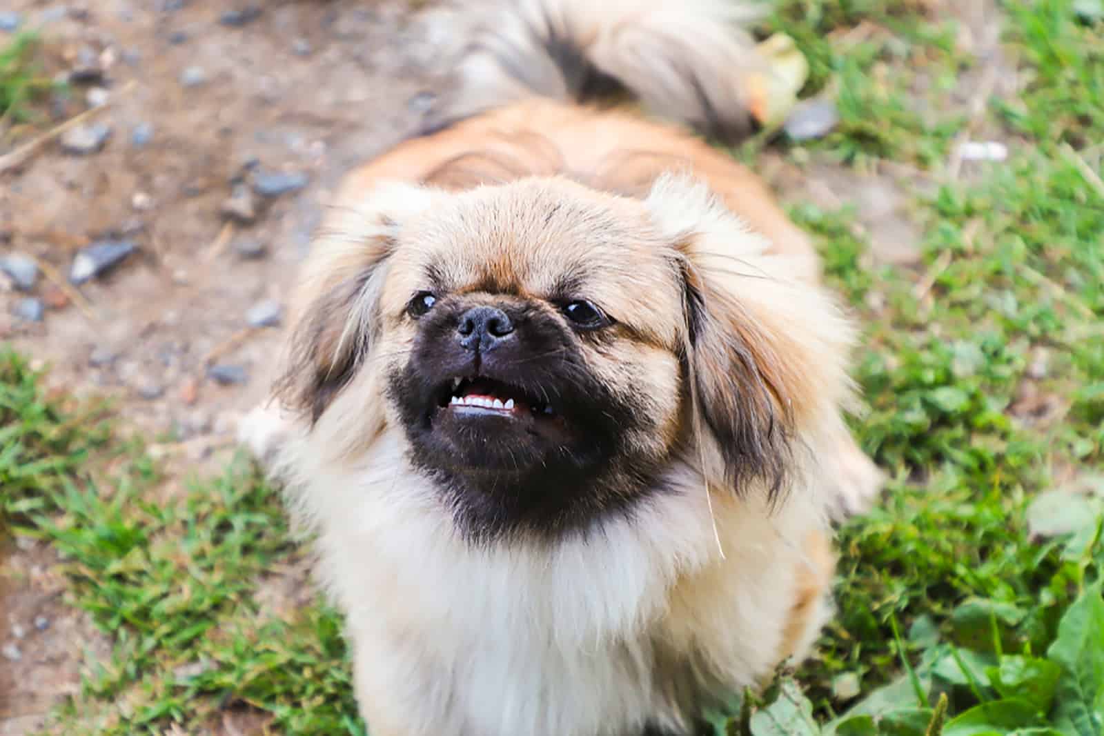 pekingese dog in the garden