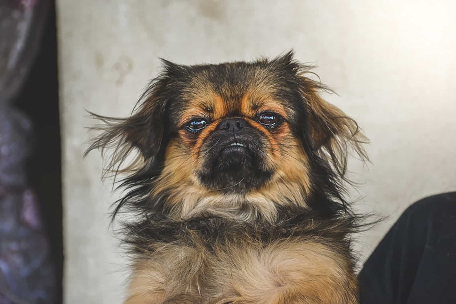 pekingese dog indoors