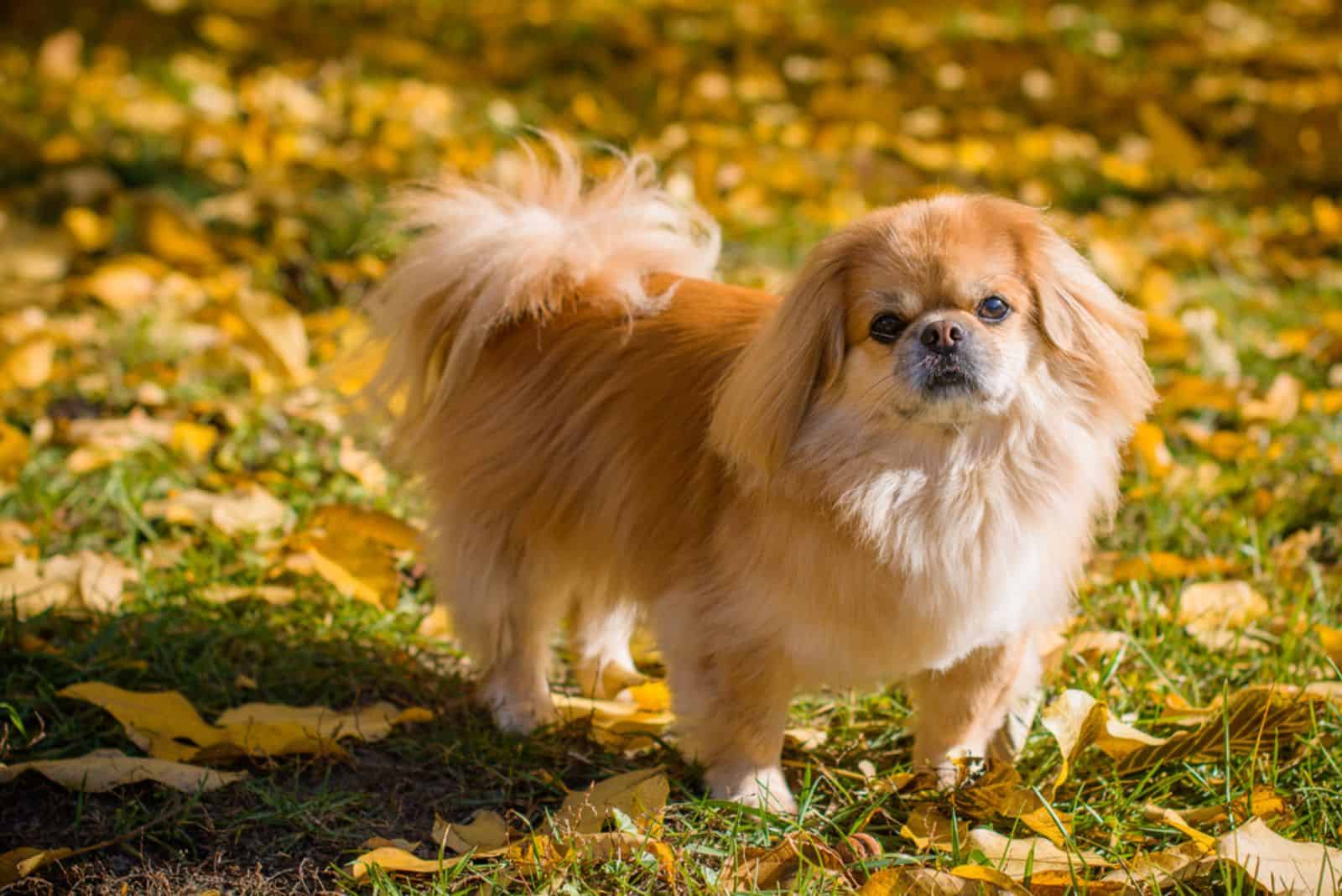 pekingese dog in autumn park