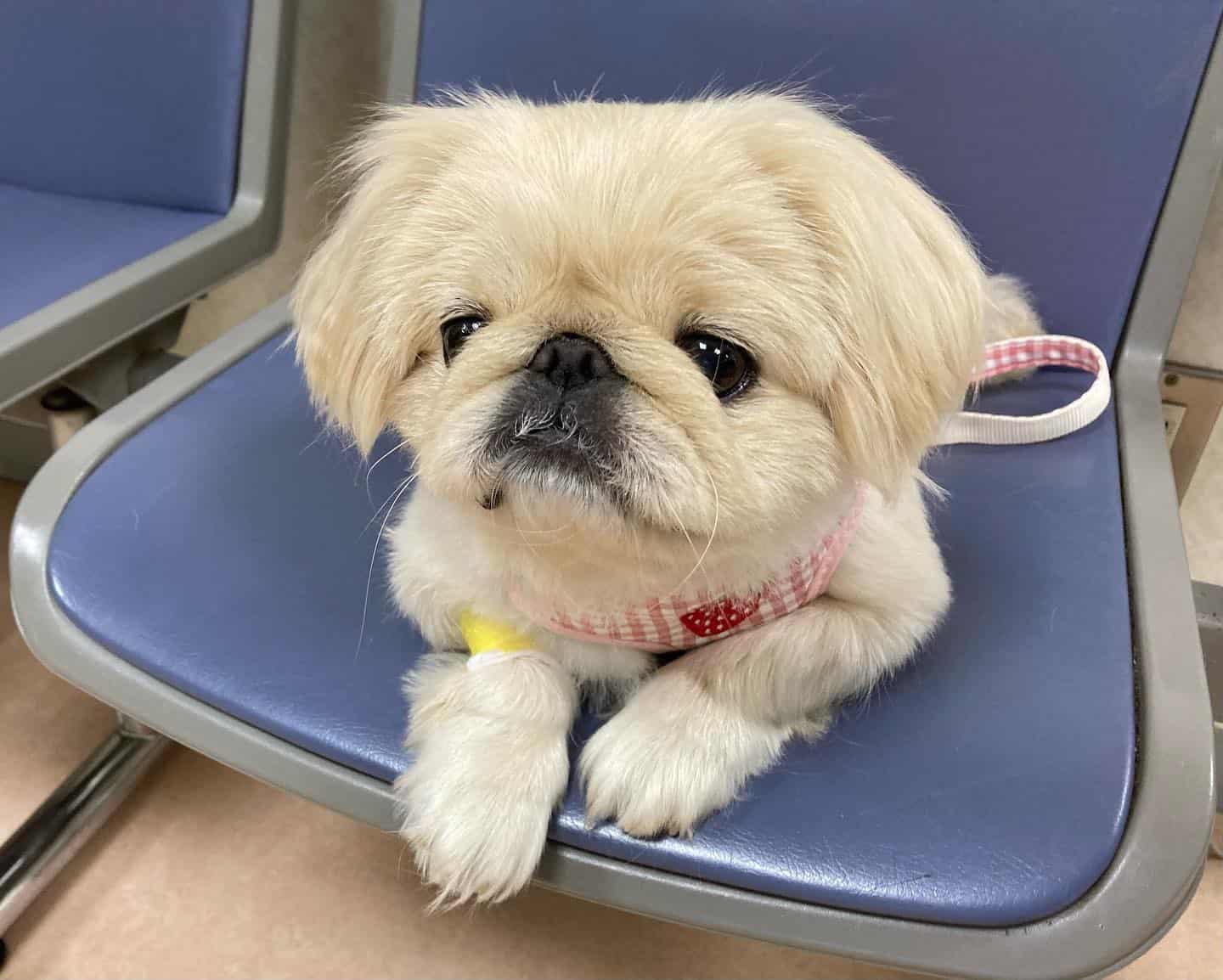 Pekingese dog laying