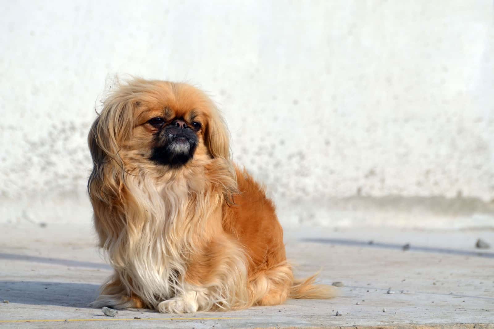 Pekingese dog