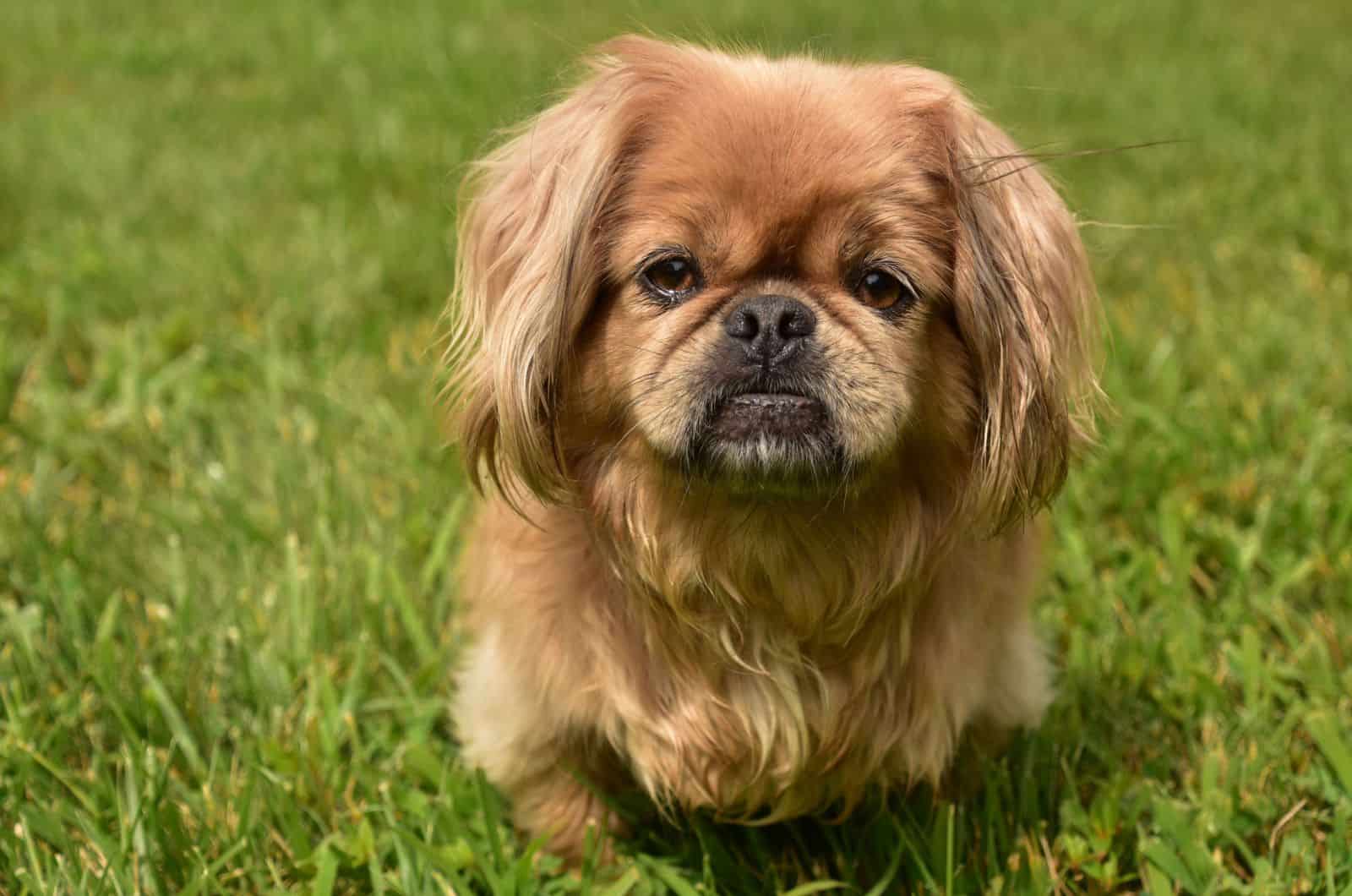 Pekingese on the grass